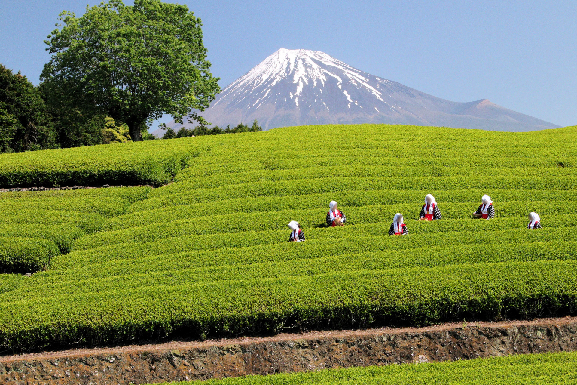 Tea plantation with Mt. Fuji in the background and tea pickers working in Shizuoka, Japan